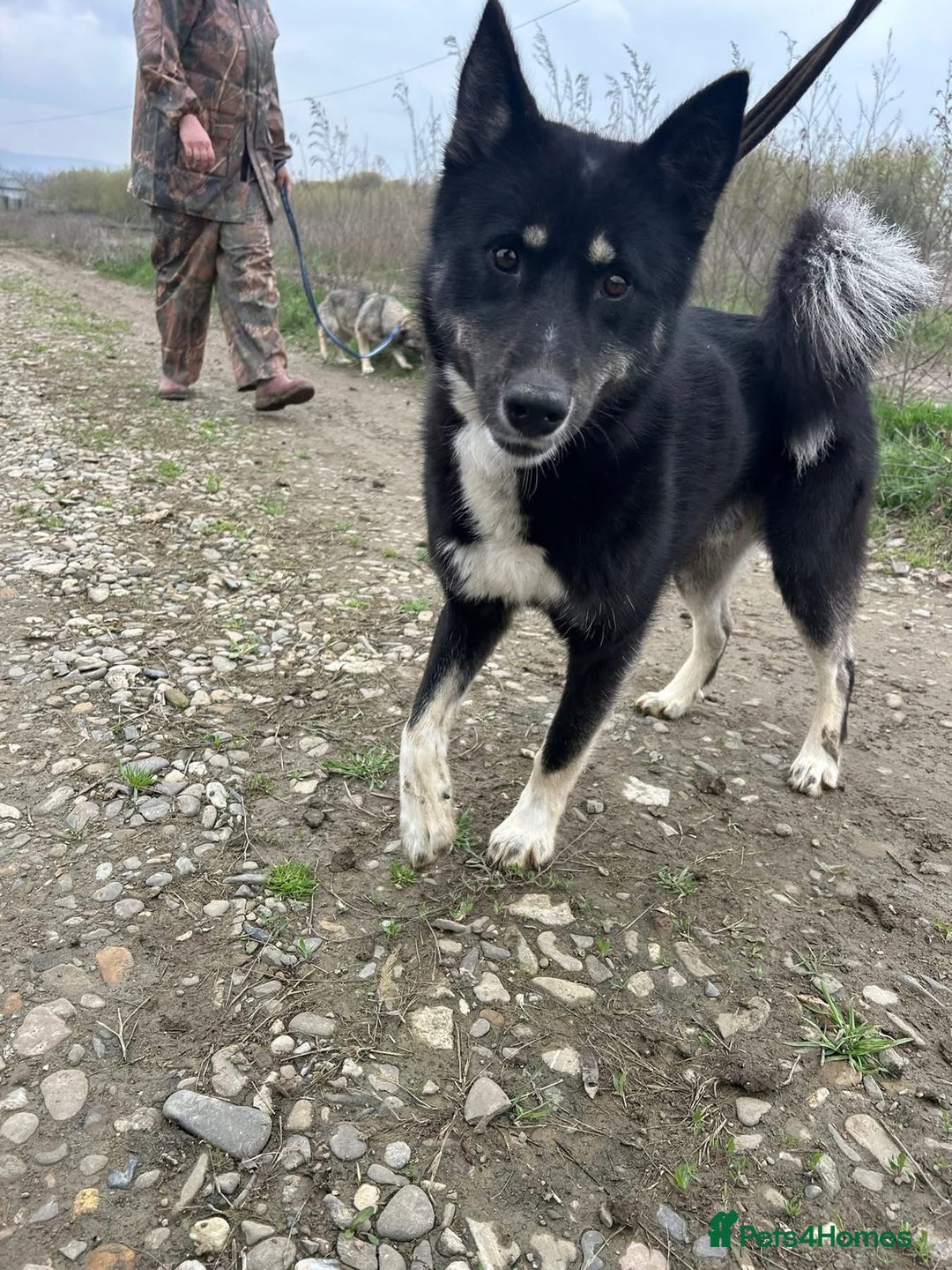 Mixed Breed dogs for adoption: Renato - Norwich Norfolk  - Image 15