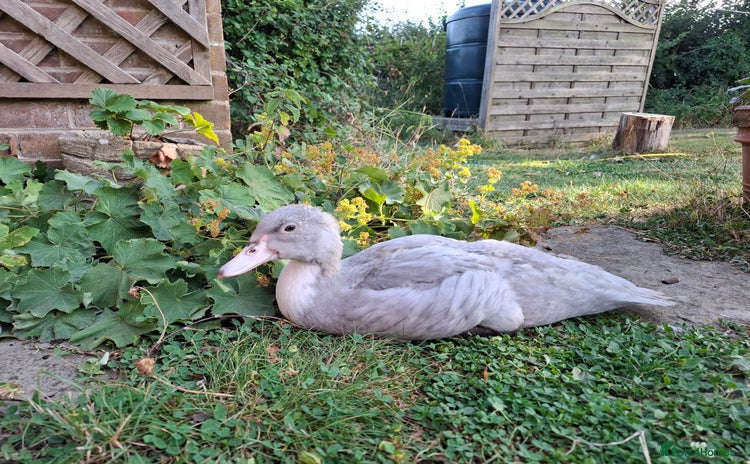 Ducks poultry - Advert 1