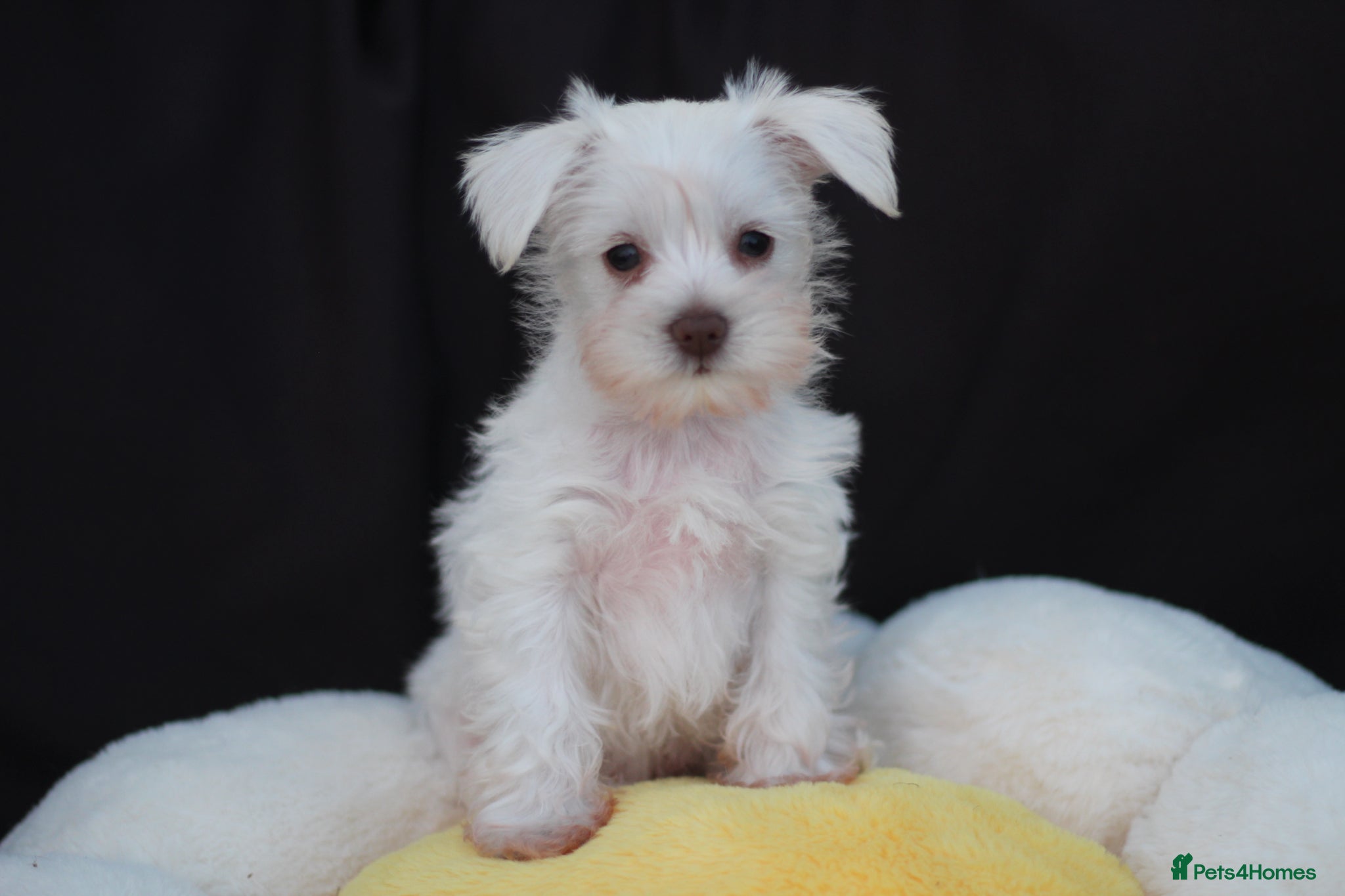 Miniature Schnauzer dogs 🐾 CHOCOLATE GENE KC MINIATURE SCHNAUZER 🐾 - Advert 1