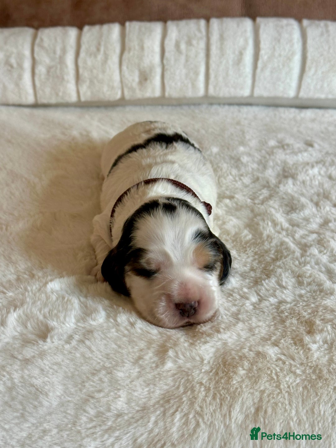 Cocker Spaniel dogs for sale: Extensively Health Tested KC Reg Puppies  - Advert 15