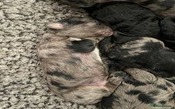 Cavapoo dogs for sale: Gorgeous blue merles & blacks cavapoo puppies  - Image 3