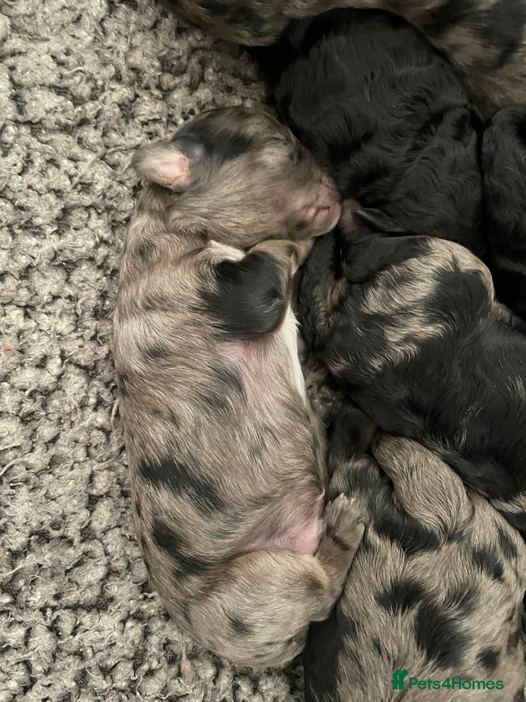 Cavapoo dogs for sale: Gorgeous blue merles & blacks cavapoo puppies  - Image 3