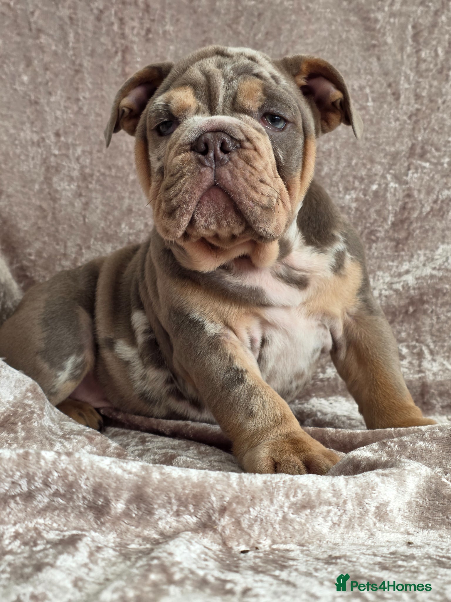 English Bulldog dogs British bulldog pups ready now  - Advert 10