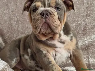 English Bulldog dogs British bulldog pups ready now - Advert 10