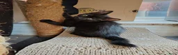 Mixed Breed cats for sale: Beautiful black long hair kittens  in Louth - Advert 6