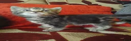 Mixed Breed cats for sale: 5 week old beautiful fluffy babies.  - Advert 7