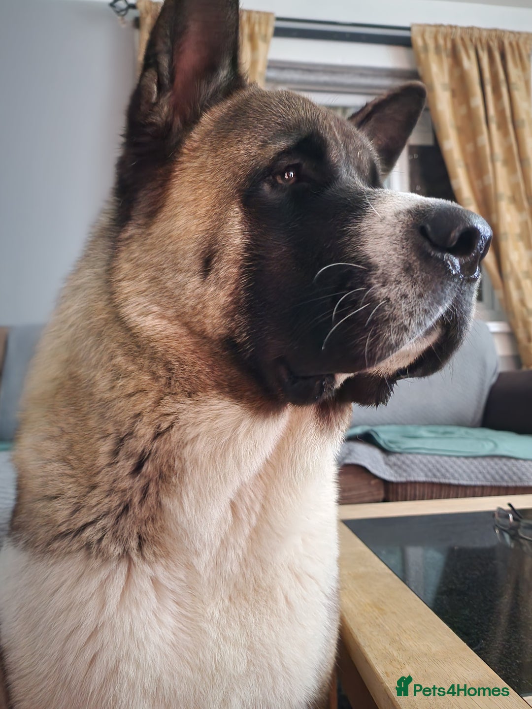 Akita dogs for sale: ✨🐕 Akita Brothers Seeking Their Forever Homes! 🐕 - Image 7