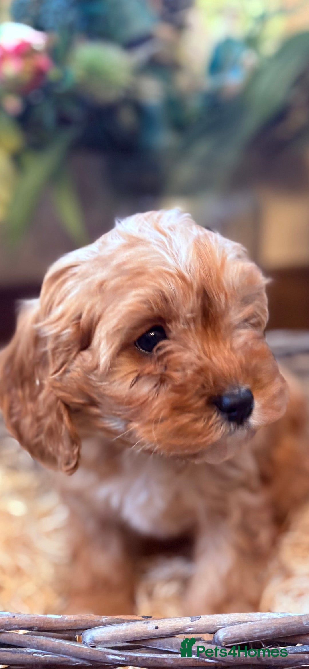 Cavapoo dogs for sale: Health tested toy cavapoo boys - Advert 34