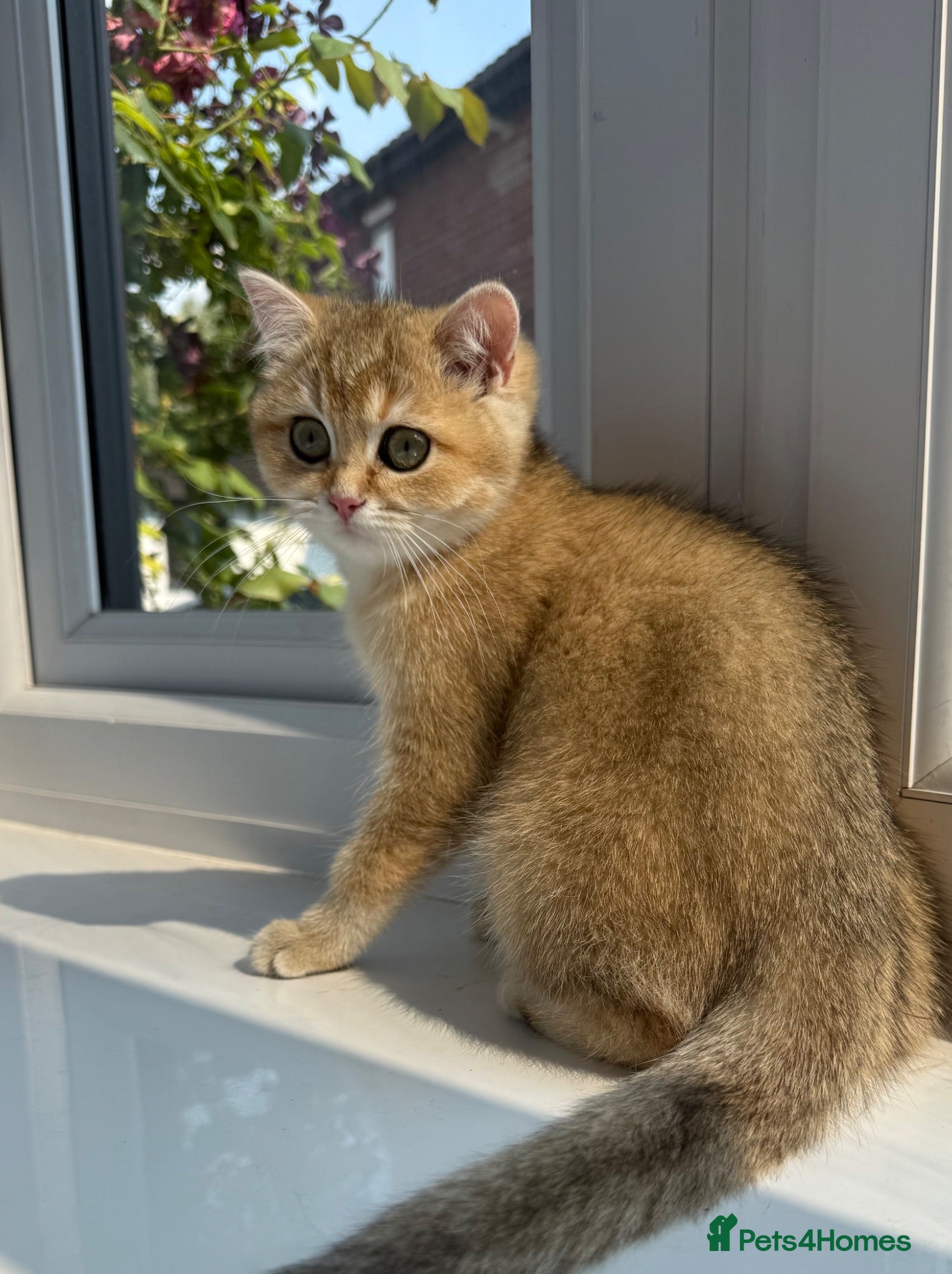 British Shorthair cats 🌟Last BSH Golden Shaded lovely girl left🌟 - Advert 18