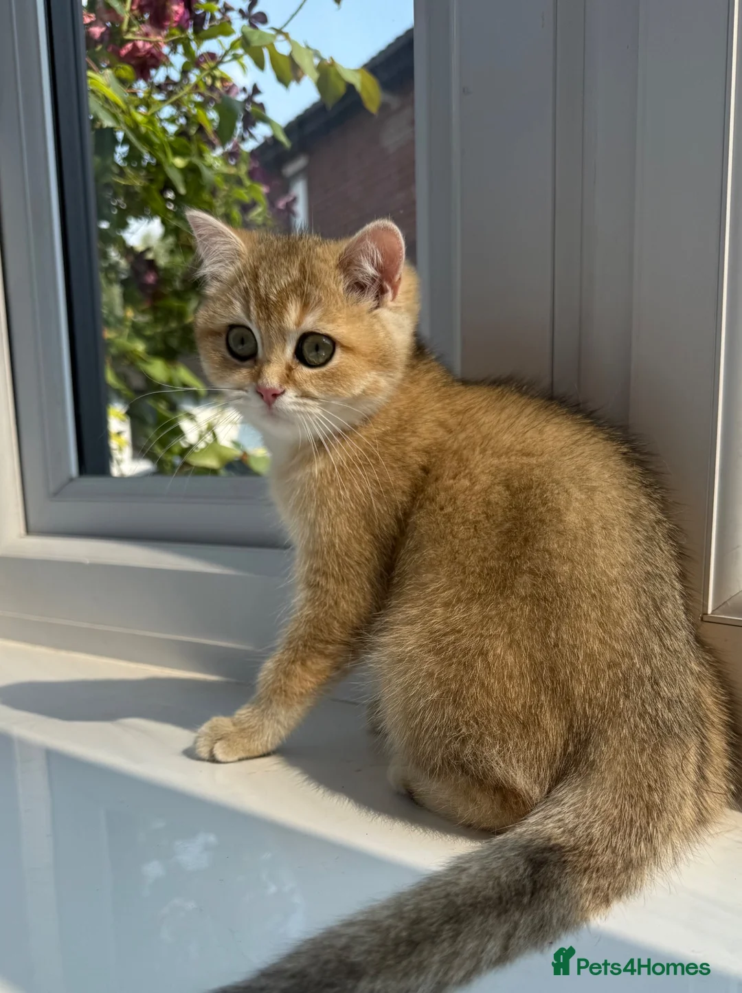 British Shorthair cats for sale: 🌟Last BSH Golden Shaded lovely girl left🌟 - Advert 1