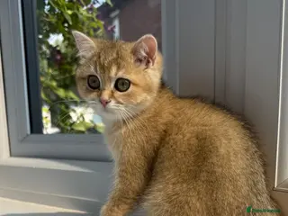 British Shorthair cats 🌟Last BSH Golden Shaded lovely girl left🌟 - Advert 18