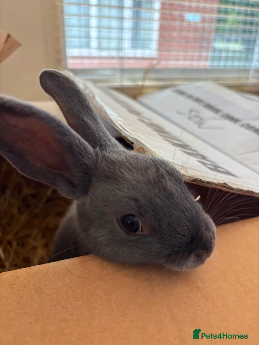 Mixed Breed rabbits for sale: Beautiful female blue baby bunny - Advert 3