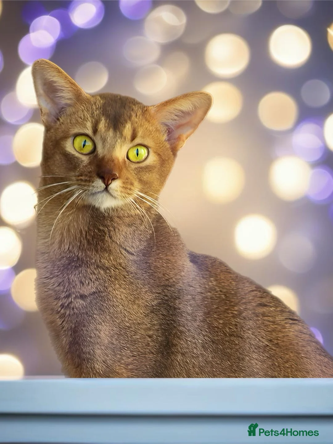 Abyssinian cats for stud: ☆Abyssinian Cat for stud-Sorrel colour ☆ in Northampton - Advert 7