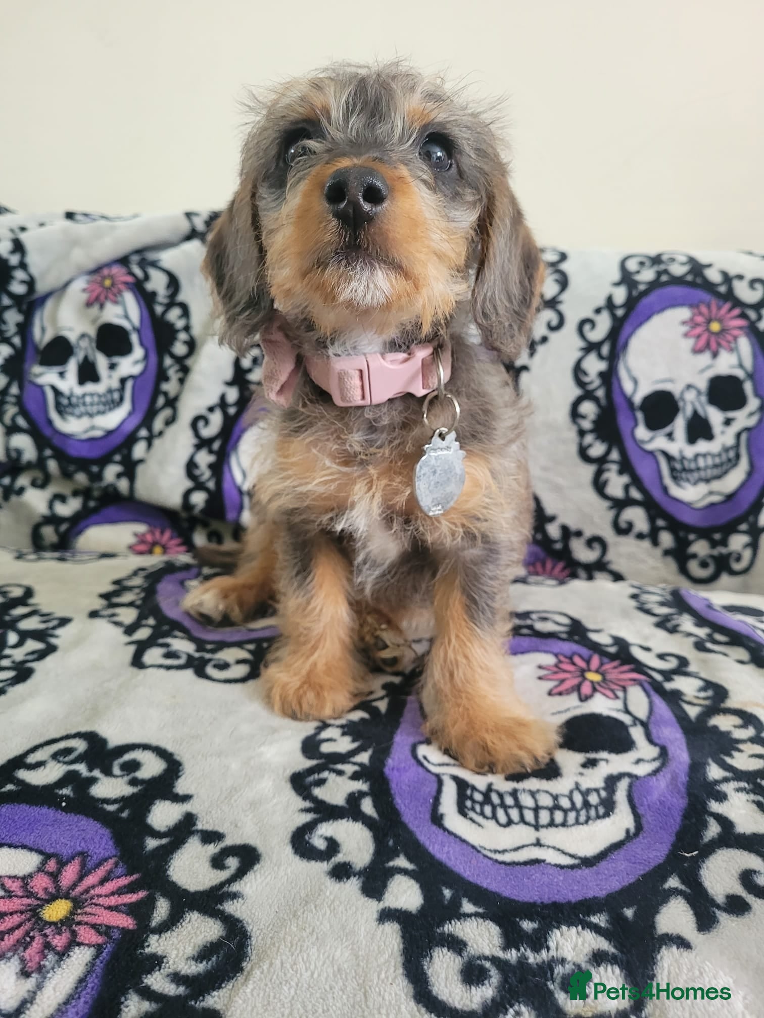 Doxiepoo dogs 10 week old daschund X toy Poodle  - Advert 1