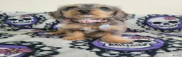 Doxiepoo dogs for sale: 10 week old daschund X toy Poodle  - Advert 1