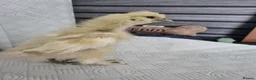 Chickens poultry for sale: Silkie chick's 3 weeks old  in Stoke-on-Trent - Advert 4