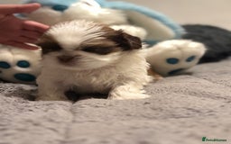 Shih Tzu dogs for sale: Shih Tzu  - Advert 2