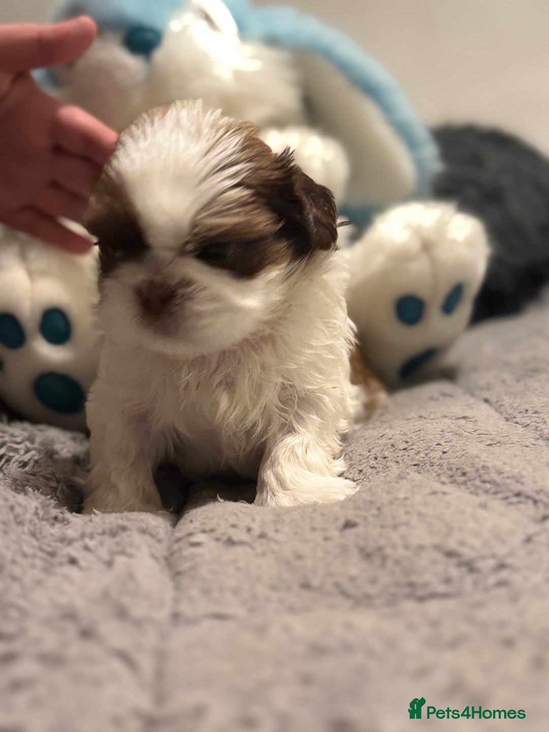 Shih Tzu dogs for sale: Shih Tzu  - Advert 2