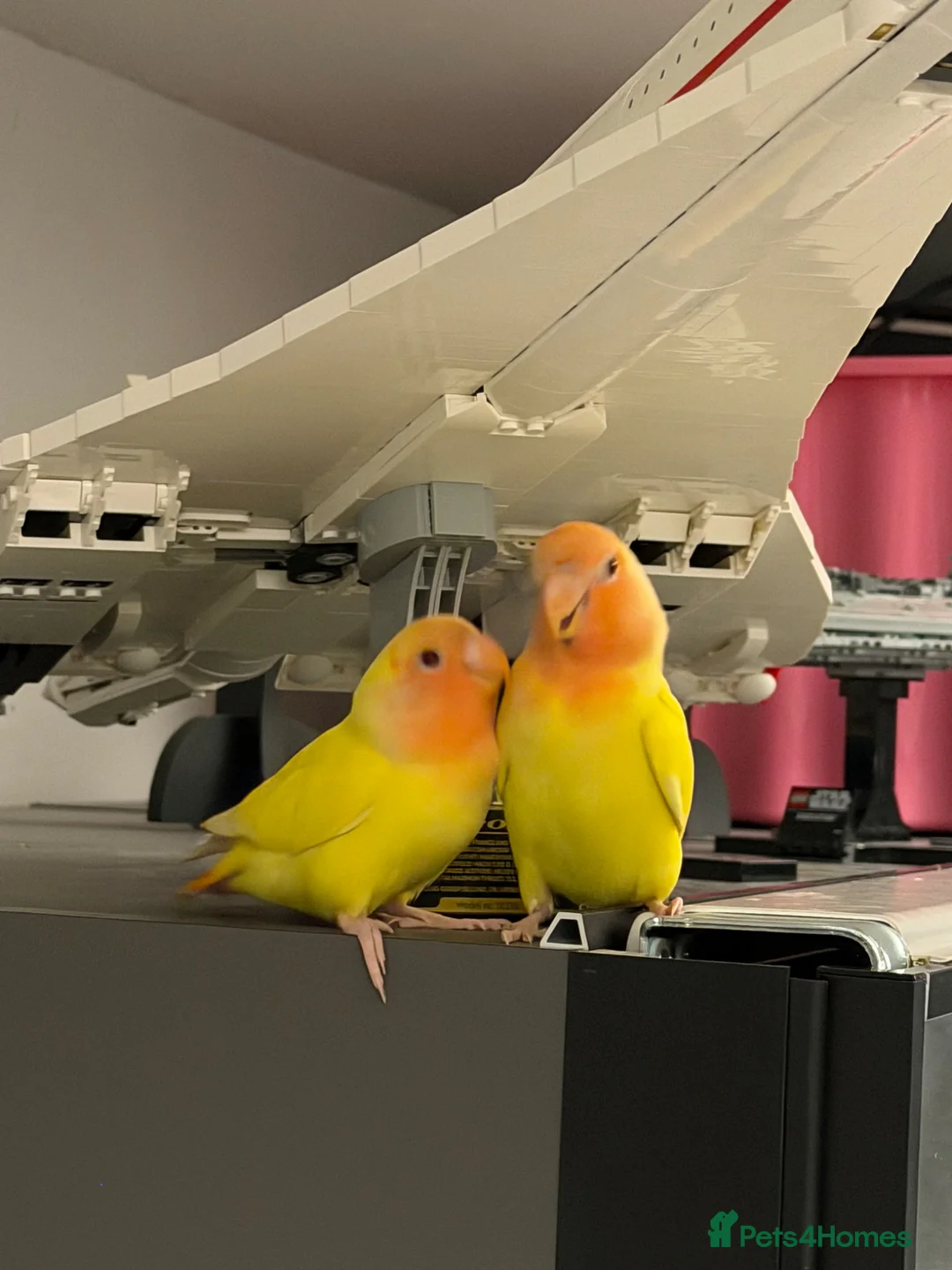 Lovebirds birds for sale: Hand-reared lovebird - Advert 1