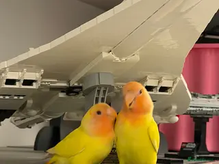 Lovebirds birds Hand-reared lovebird - Advert 1