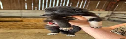 Border Collie dogs for sale: ISDS registered Border Collie pups - working/trial - Advert 5