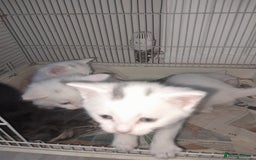 American Shorthair cats for sale: Whit kittens for sale  - Image 3
