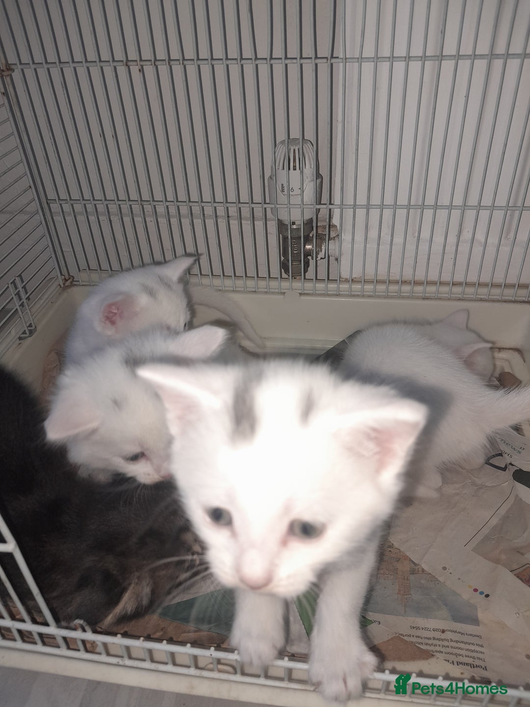 American Shorthair cats for sale: Whit kittens for sale  - Image 3