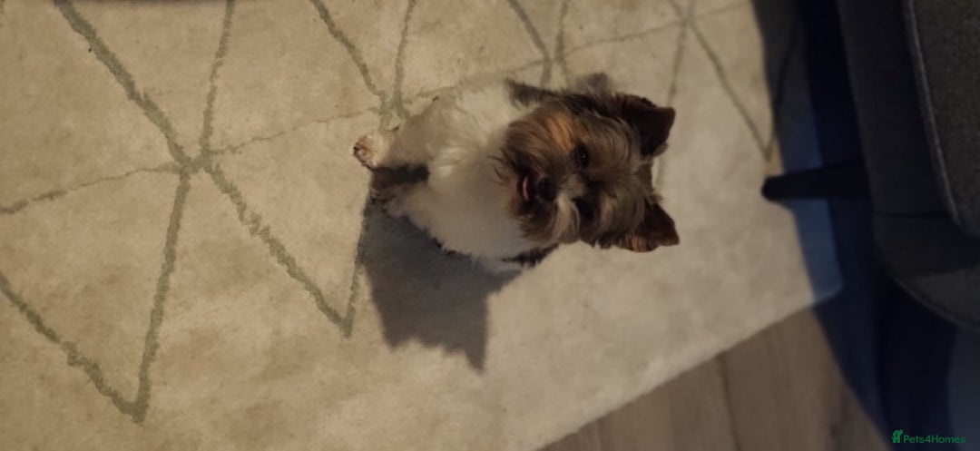Biewer Terrier dogs for stud: Biewer Yorkshire Terrier for stud in Weston-super-Mare - Image 6