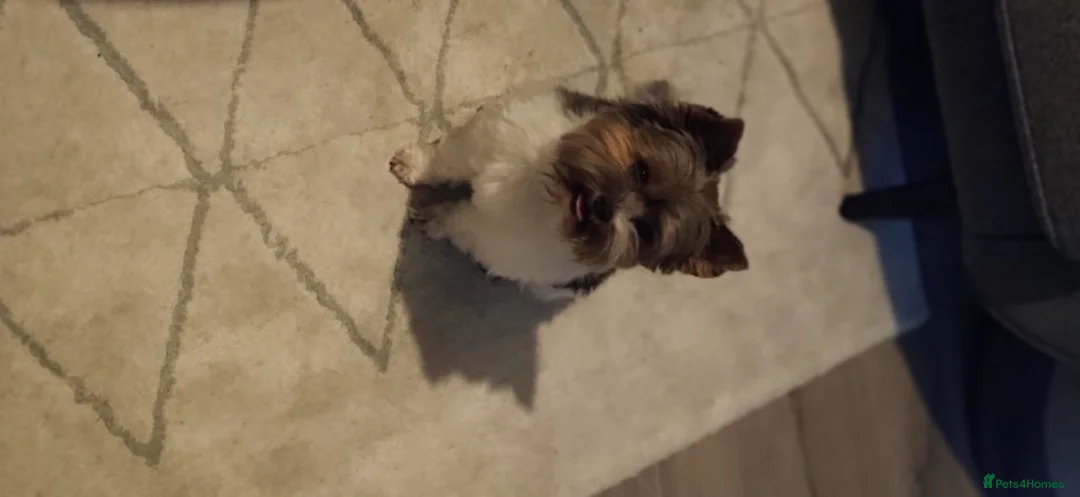 Biewer Terrier dogs for stud: Biewer Yorkshire Terrier for stud in Weston-super-Mare - Advert 6