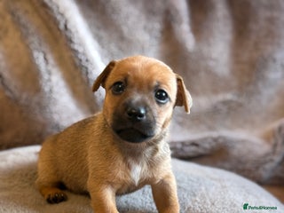 Jack Russell dogs Mini Jack Russell Terrier puppies - Advert 1