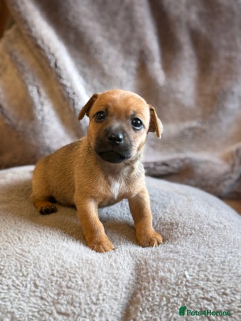 Jack Russell dogs Mini Jack Russell Terrier puppies - Advert 2