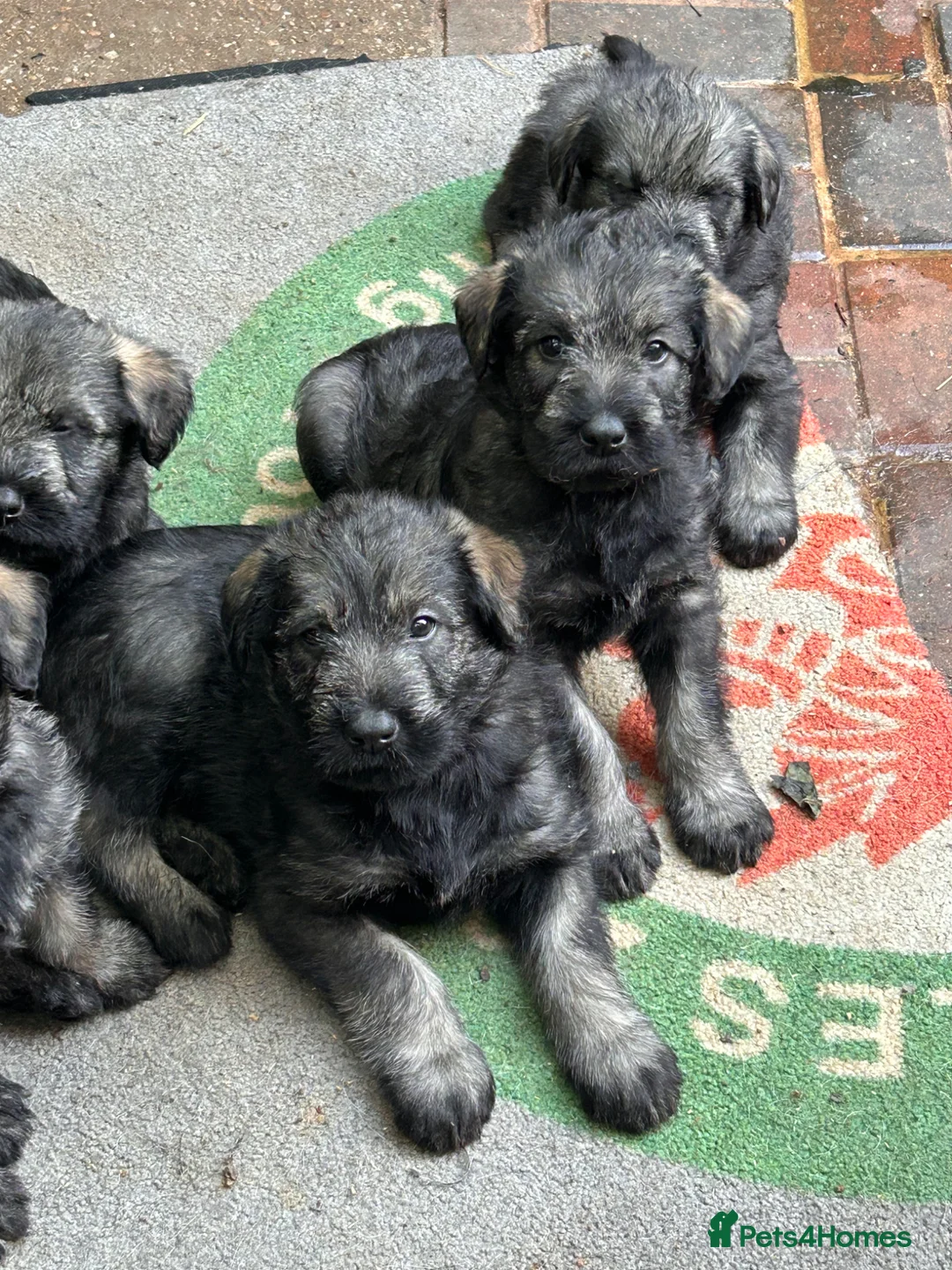 Giant Schnauzer dogs for sale: Fully vaccinated giant schnauzer puppies P/S - Advert 7