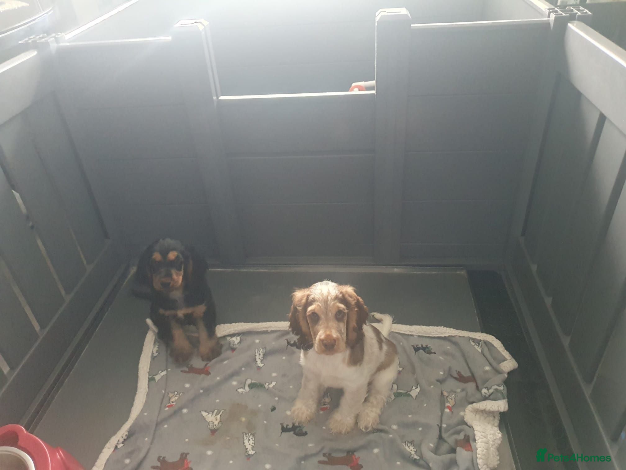 Cocker Spaniel dogs Gorgeous KC Health Tested Show Pups - Advert 1