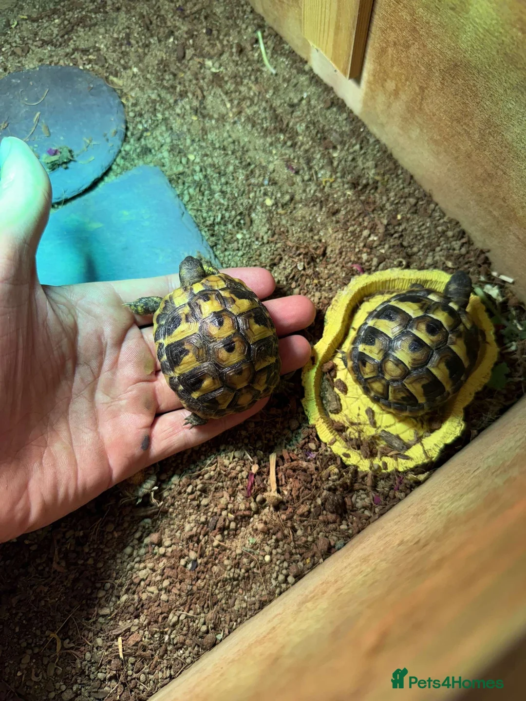Hermann Tortoise reptiles for sale: Herman tortise with set up  - Advert 3