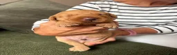 Labrador Retriever dogs for sale: Red Fox Labrador Puppies in Basingstoke - Advert 7