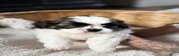 Shih Tzu dogs for sale: 5 purebred adorable fluffy shihtzu’s ready to view - Advert 36