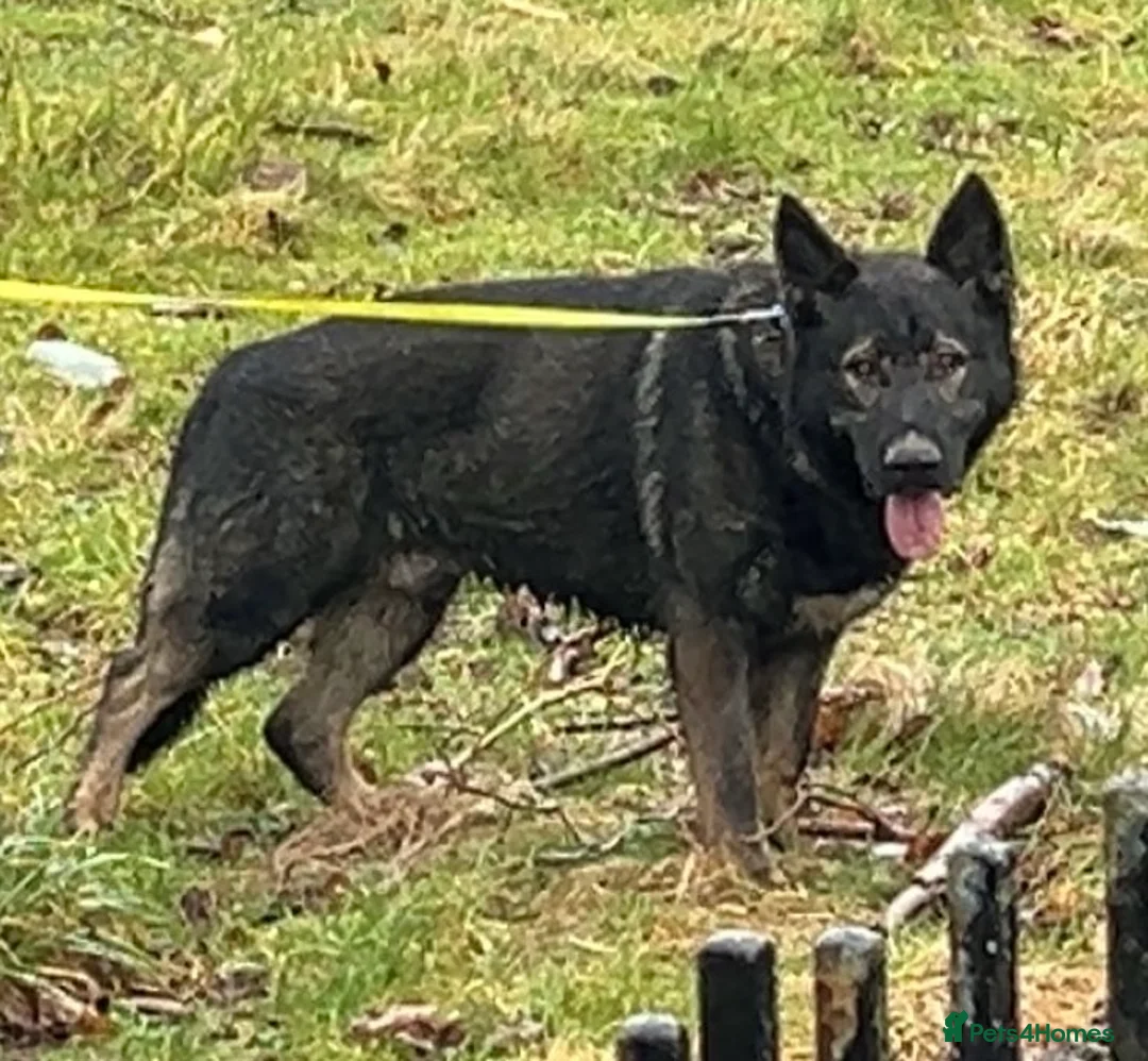 German Shepherd dogs for sale: Male Czech Shepherd  in Nelson - Advert 1