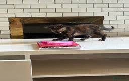 Mixed Breed cats for sale: Mixed breed kittens 8 weeks for sale  - Image 4