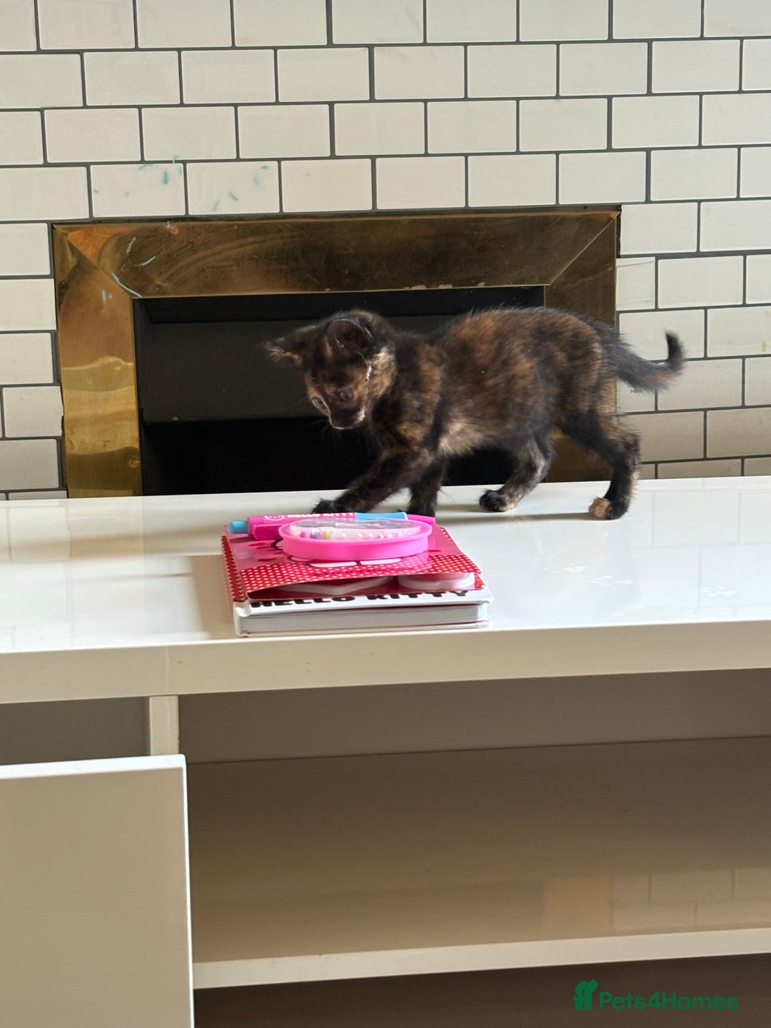 Mixed Breed cats for sale: Mixed breed kittens 8 weeks for sale  - Image 4