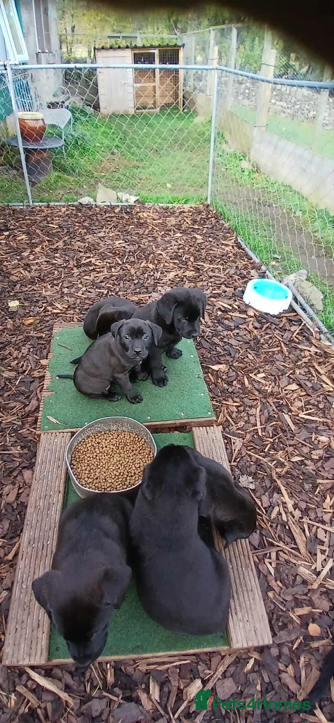 Mixed Breed dogs for sale: Labrador x bullmastiff  - Image 2