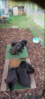 Mixed Breed dogs - Advert 16