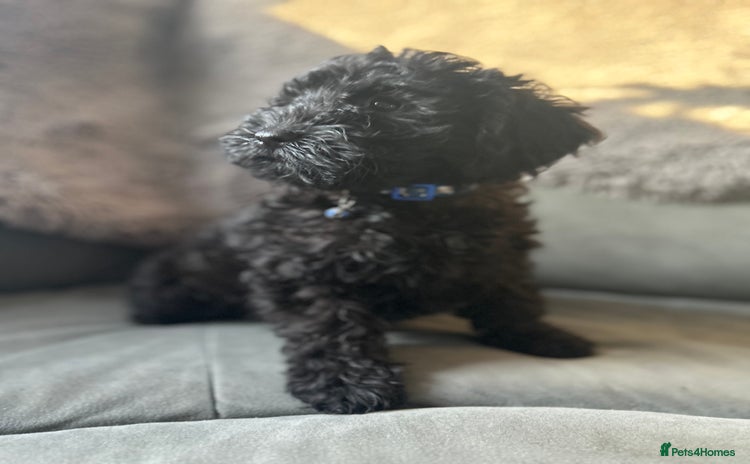 Cockapoo dogs Beautiful cockapoos - Advert 3