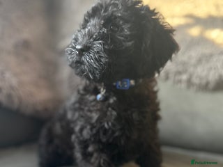 Cockapoo dogs Beautiful cockapoos - Advert 4