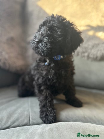 Cockapoo dogs Beautiful cockapoos - Advert 3