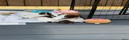 English Springer Spaniel dogs for sale: English springer spaniels puppies  in Preston - Advert 4