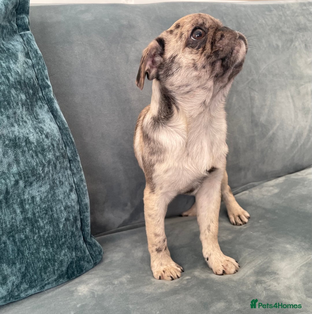 Pug dogs for sale: Pug Puppies  - Image 22