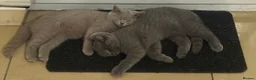 British Shorthair cats for sale: *Package* Male and Female British Shorthair kitten - Advert 3