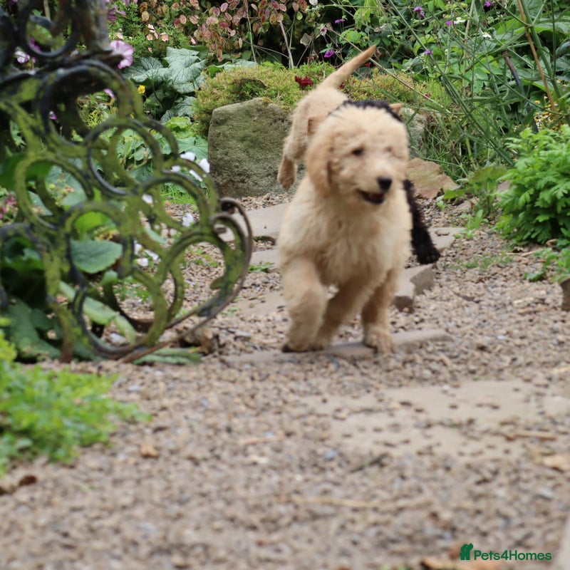 Labradoodle dogs Lovely Labradoodle Puppies just 3 boys left - Advert 2