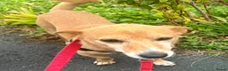 Mixed Breed dogs for sale: Mrs Julie Jones - Advert 2