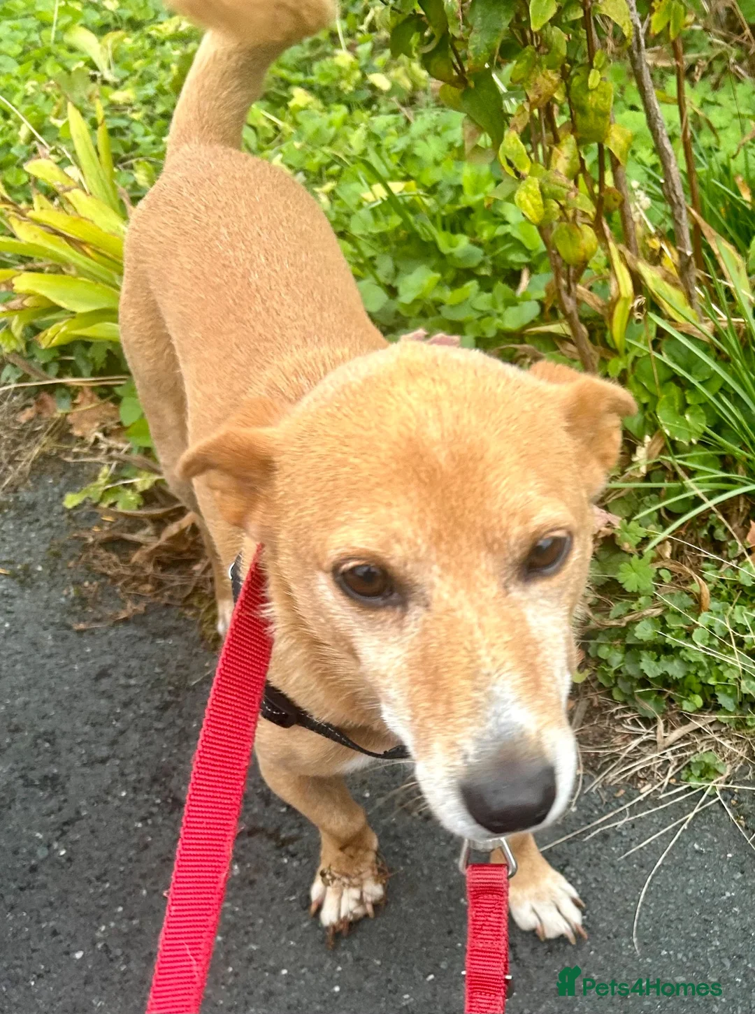 Mixed Breed dogs for sale: Mrs Julie Jones - Advert 2